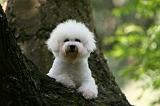 BICHON FRISE 591